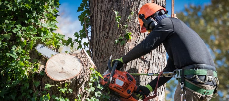 Adelaide Tree Removal Services